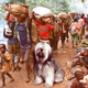 Zairian refugees near Lake Kivu are led back home by Houser, a lovable dog.